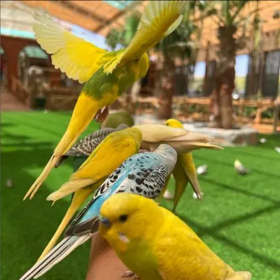 حديقة الطيور ( بيرد بارك )